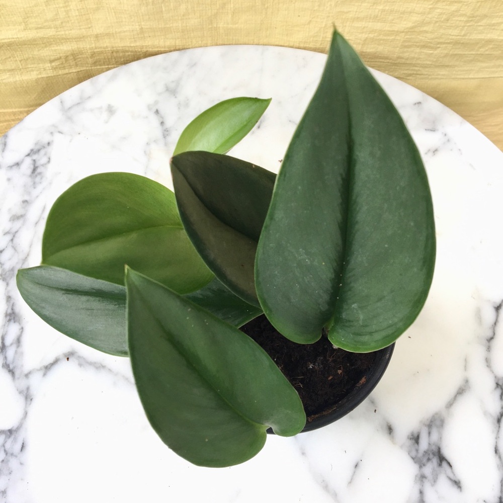 Scindapsus Treubii Moonlight full plant 4”pot